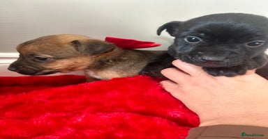 Jack Russell dogs 🐾 Jack Russell Puppies – Ready Now! 🐾 - Advert 10