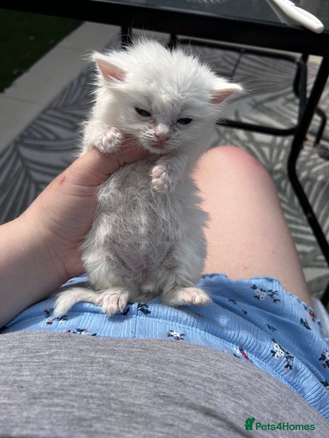 Ragdoll cats for sale: Turkish Angora/Ragdoll pure white kitten x - Image 3