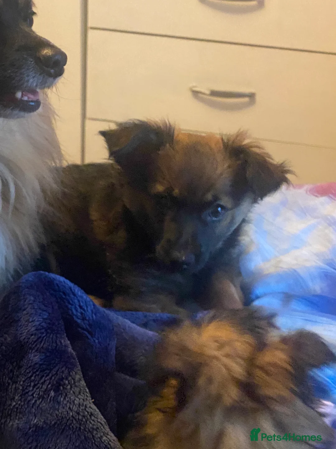 Mixed Breed dogs for sale: Maltipom puppies are now ready for new homes - Advert 14