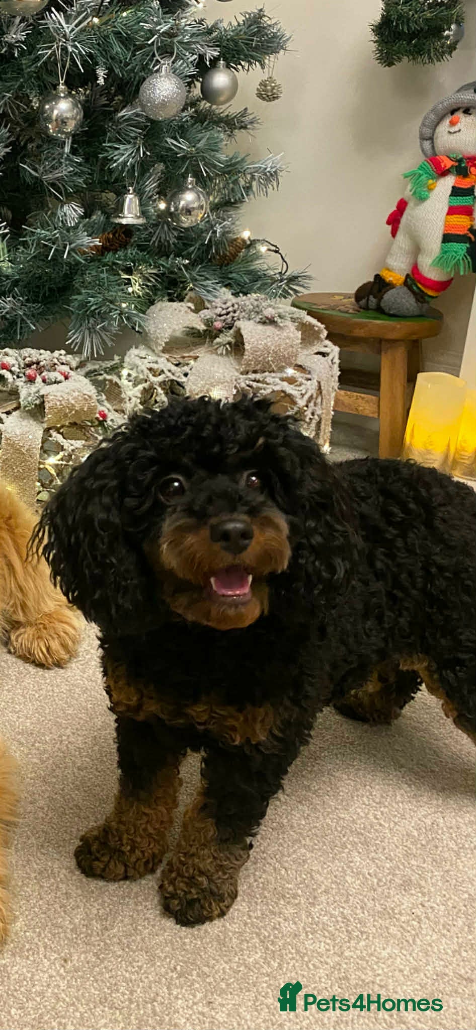 Cavapoo dogs Cavapoo puppies for sale - Advert 1