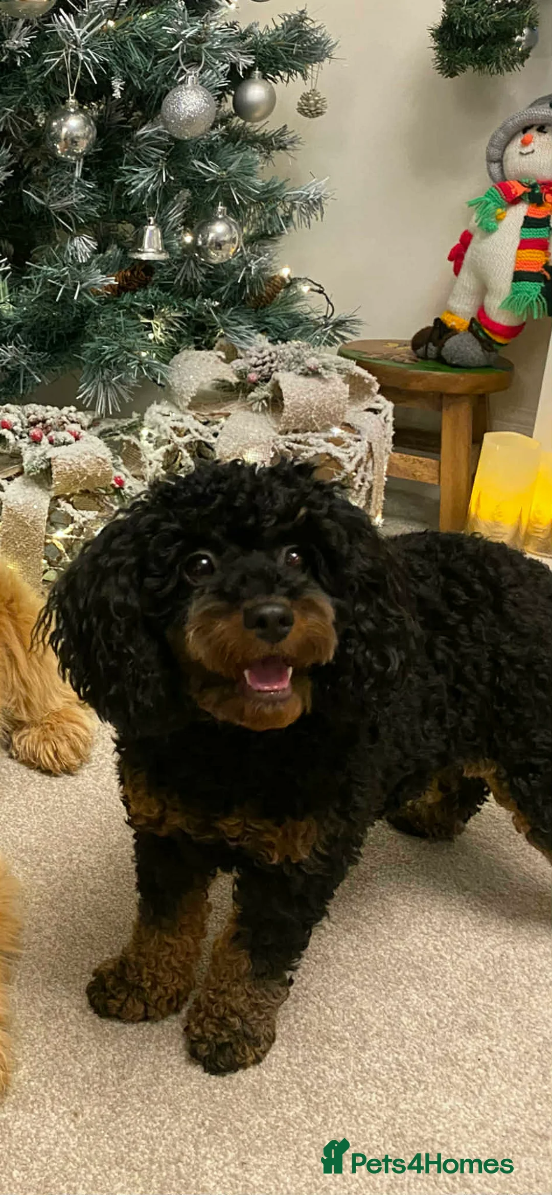 Cavapoo dogs for sale: Cavapoo puppies for sale in Nantwich - Advert 1