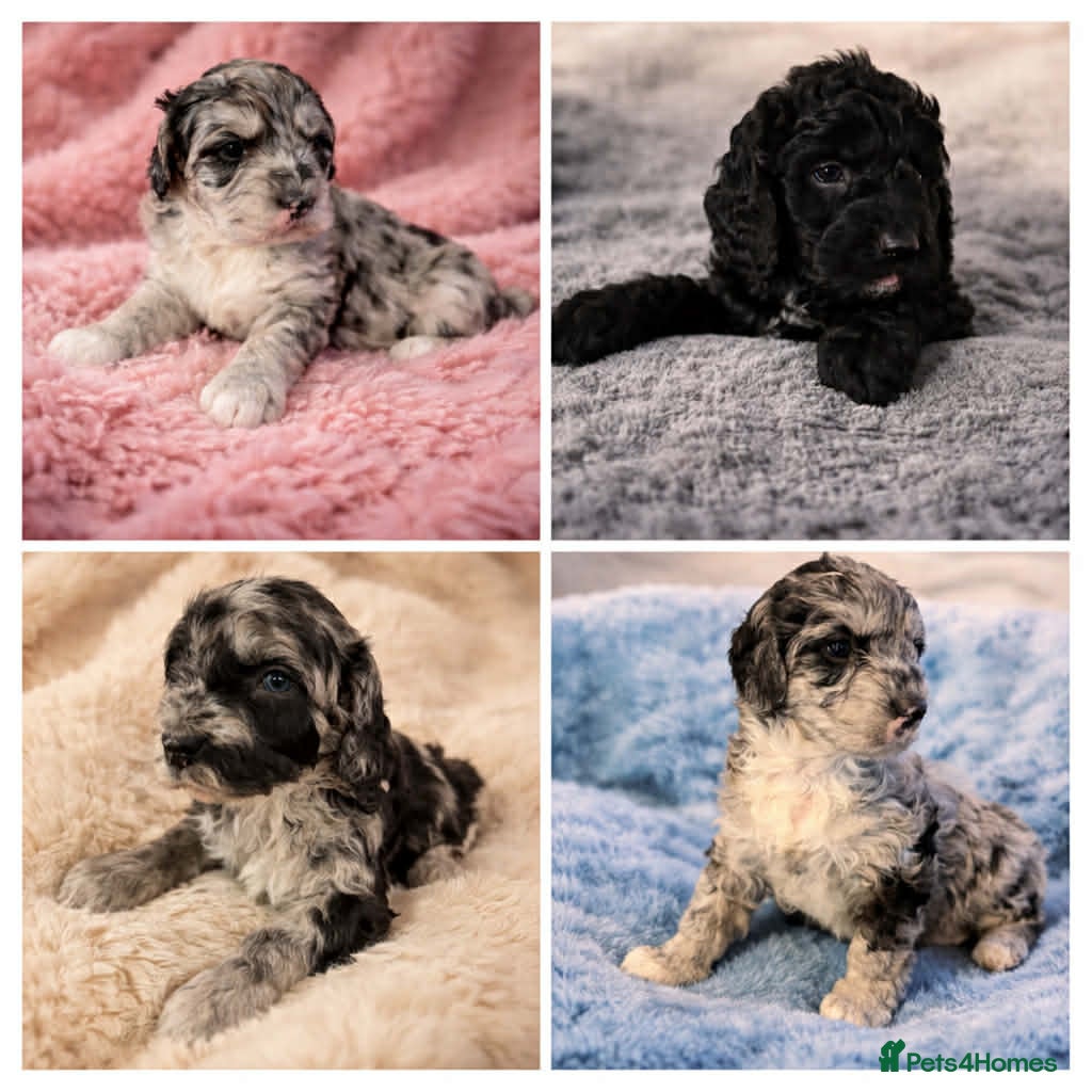 Australian Labradoodle dogs AUSTRALIAN LABRADOODLE 2 Boy 2 Girls - Advert 2