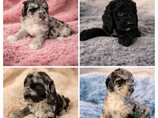 Australian Labradoodle dogs AUSTRALIAN LABRADOODLE 2 Boy 2 Girls - Advert 2