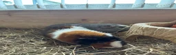 Guinea Pig rodents for sale: 2 lovely female guinea pigs looking for home! - Advert 8