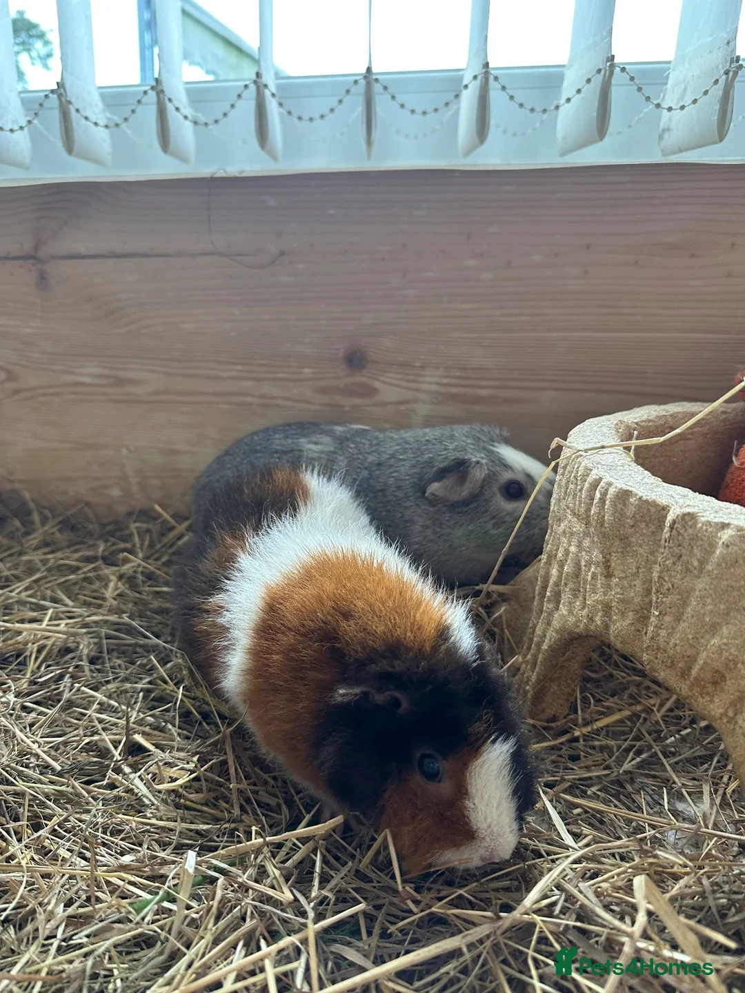 Guinea Pig rodents for sale: 2 lovely female guinea pigs looking for home! - Advert 8