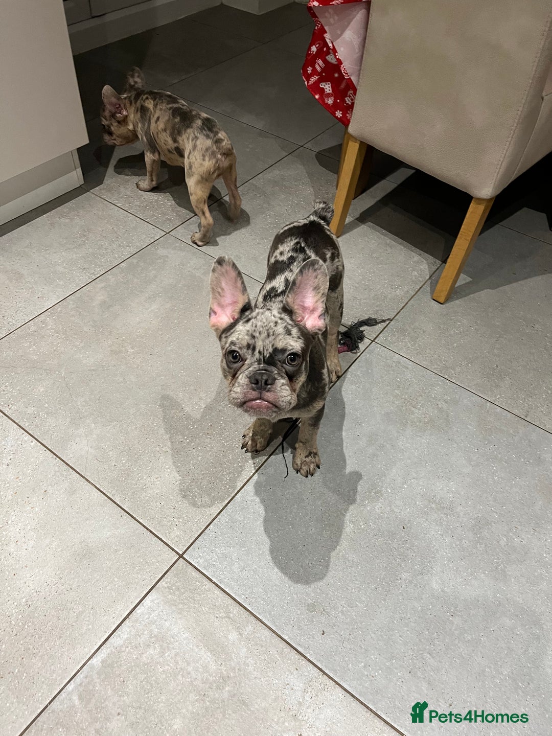 French Bulldog dogs for sale: Multi Coloured Merle French Bulldog Pups  - Advert 13