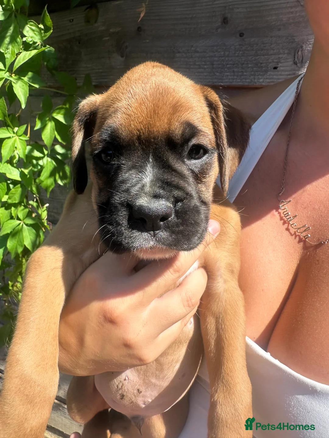 Boxer dogs for sale: Beautiful  boxer puppies 🐶❤️ - Advert 18