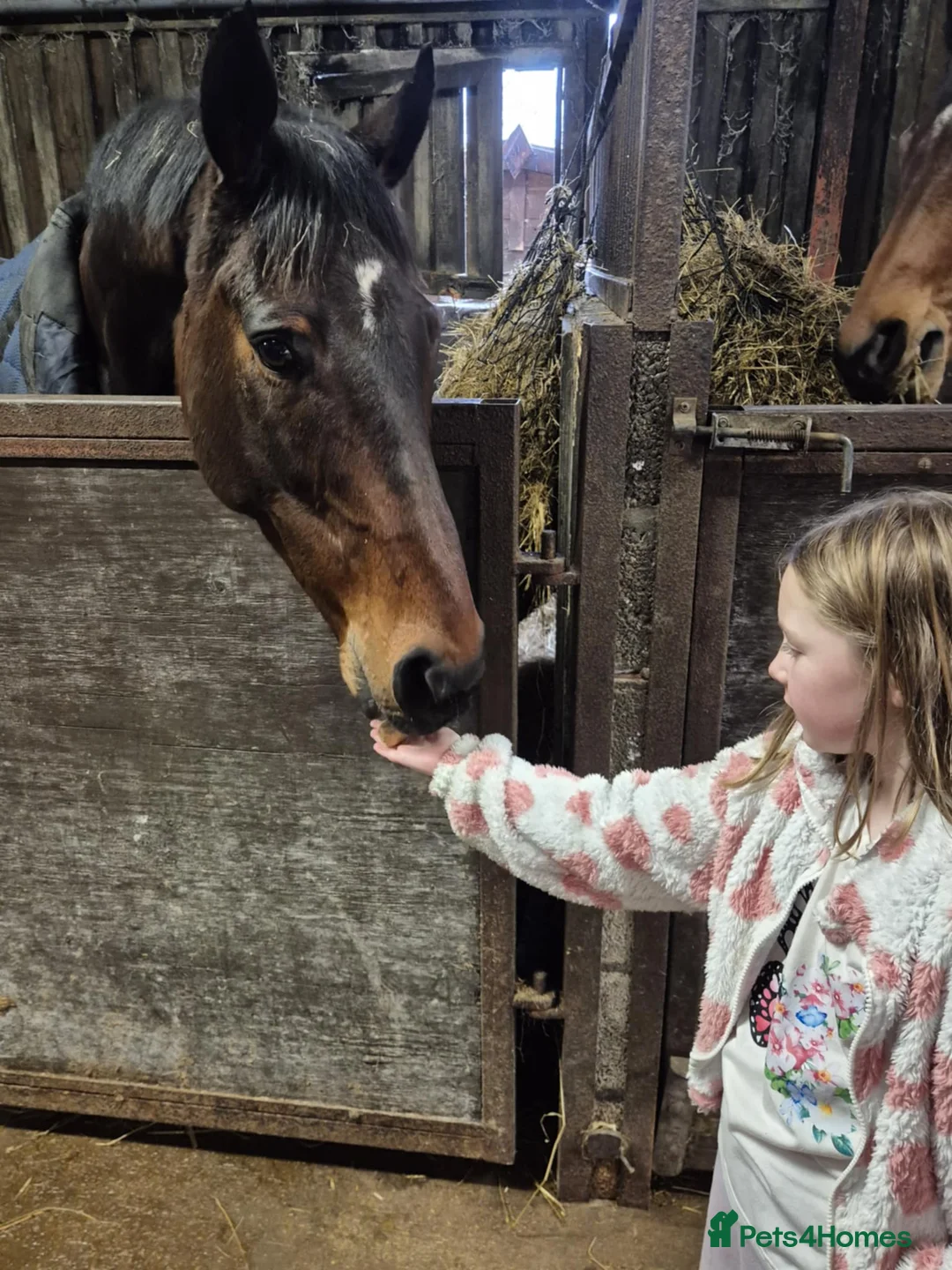 Irish Thoroughbred horses for sale: The legend that is brownie  - Advert 6