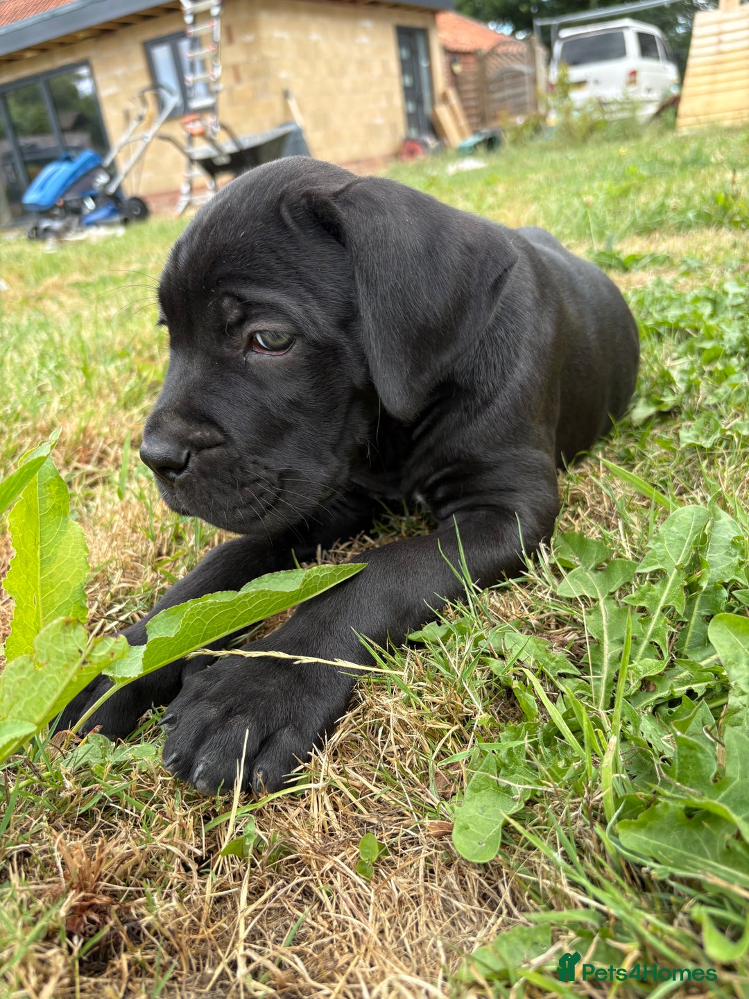 Cane Corso dogs for sale: Beautiful cane Corso puppies  - Image 12