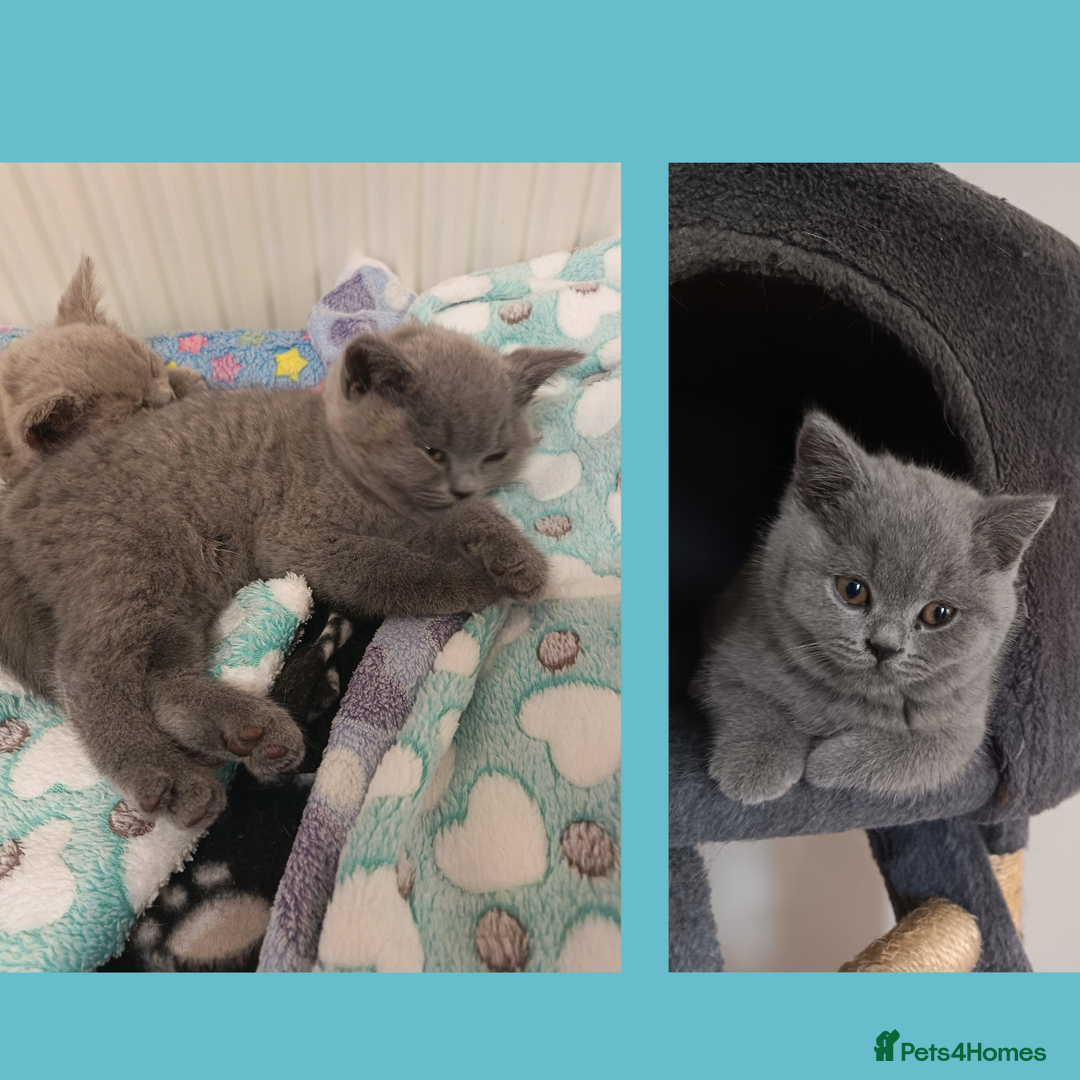 British Shorthair cats for sale: British Shorthair Kittens –Available now - Advert 1