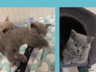 British Shorthair cats British Shorthair Kittens –Available now - Advert 3