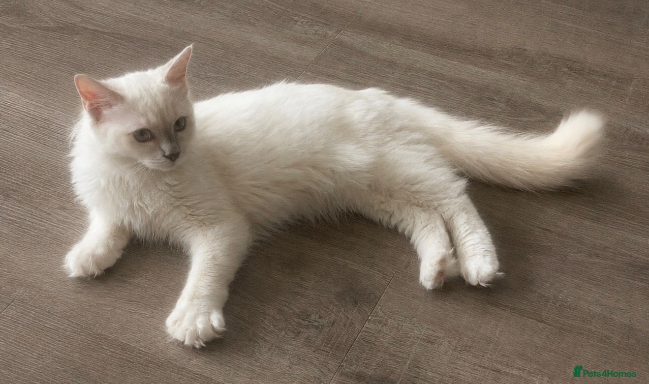 Ragdoll cats 1 Left! 💙TICA REGISTERED RAGDOLL BOY💙 - Advert 18