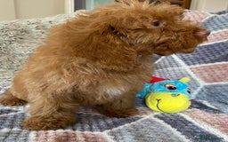 Cockapoo dogs for sale: Stunning fox red cockapoo puppies PRA clear  - Image 8