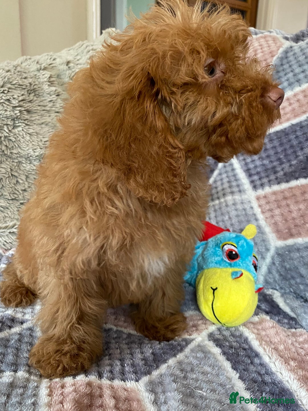 Cockapoo dogs for sale: Stunning fox red cockapoo puppies PRA clear  - Image 8