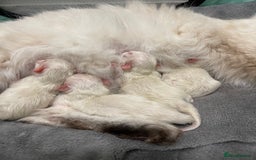 Ragdoll cats for sale: Absolutely stunning Ragdoll kittens for sale - Image 14