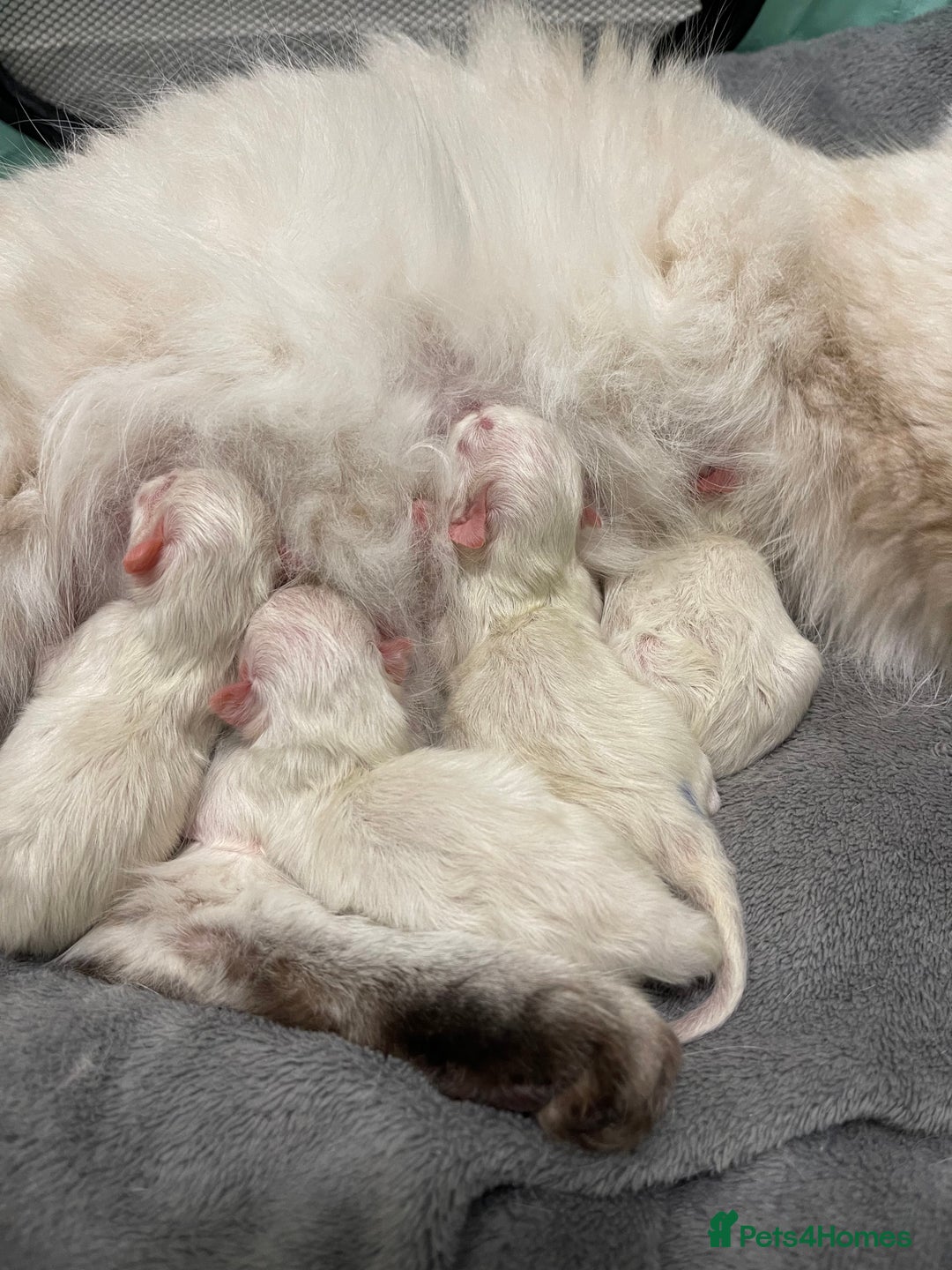 Ragdoll cats for sale: Absolutely stunning Ragdoll kittens for sale - Image 14