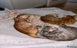 Bengal cats for sale: Unique Bengal Kittens  - Image 6