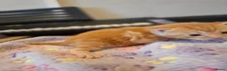 Mixed Breed cats for sale: Kittens - Advert 9