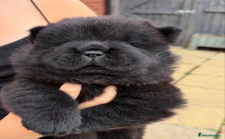 Chow Chow dogs - Advert 14