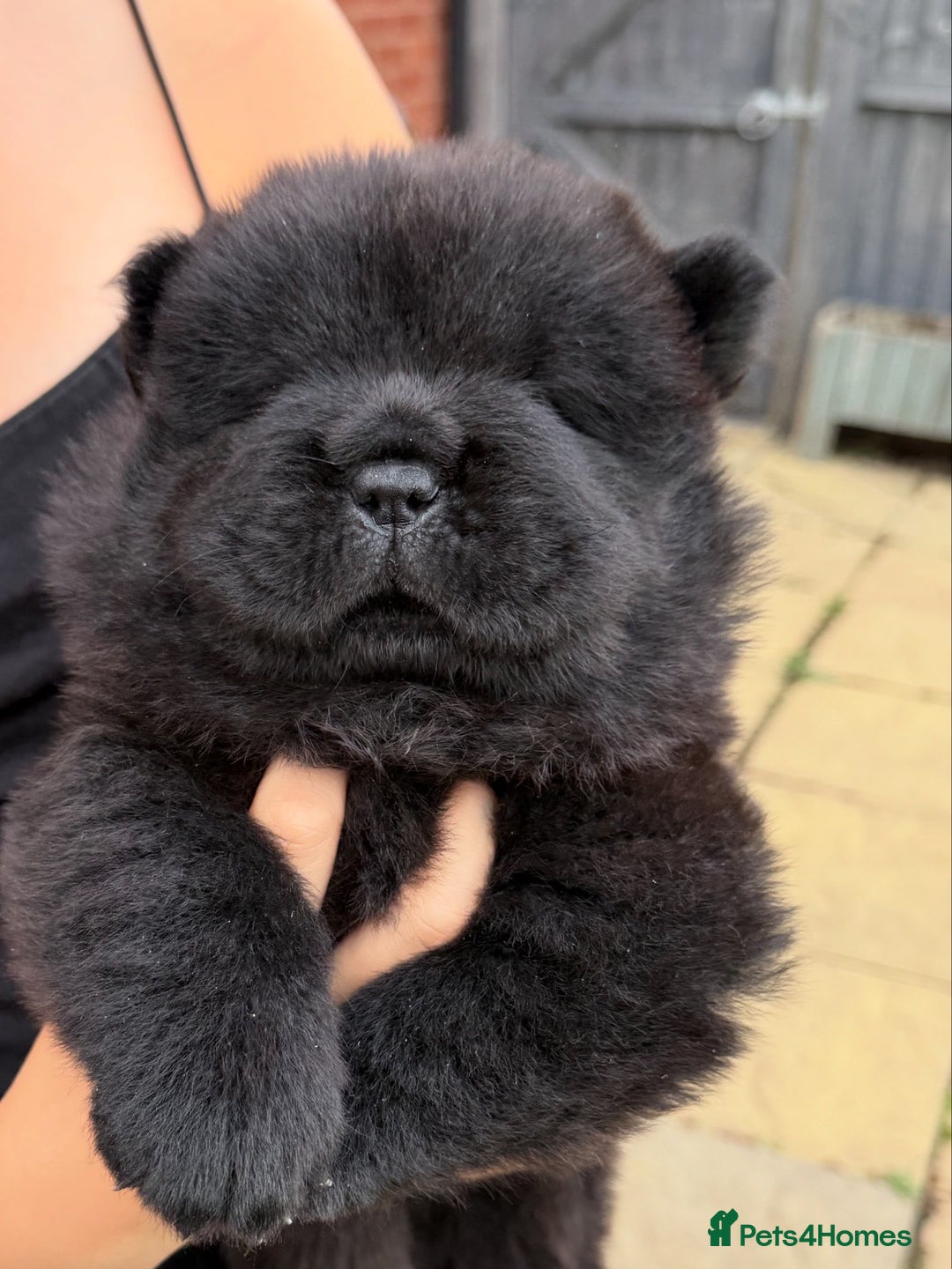 Chow Chow dogs for sale: 🐾Chow Chow Boy Pup – KC Registered Dad Bloodline - Image 1