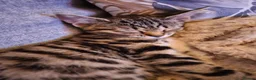 Mixed Breed cats for sale: Mixed Maine Coon Tabby Kitten - Advert 1