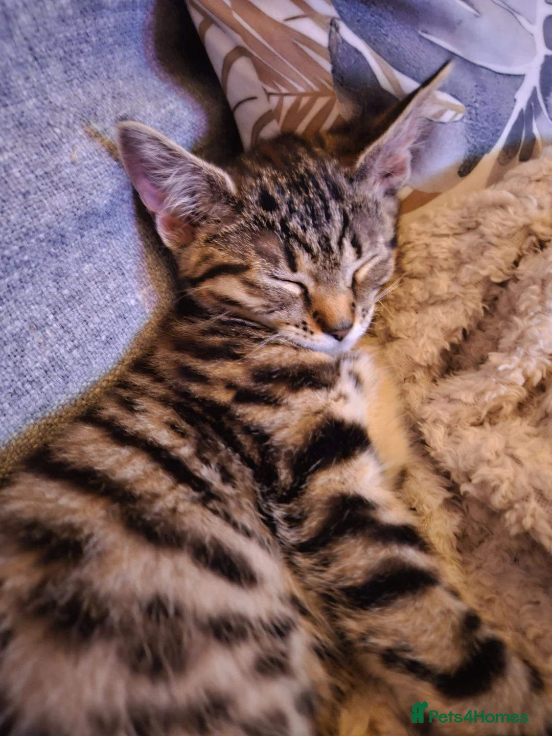 Mixed Breed cats for sale: Mixed Maine Coon Tabby Kitten - Advert 1