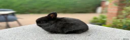 Netherland Dwarf rabbits for sale: Netherland dwarfs for sale  - Advert 5