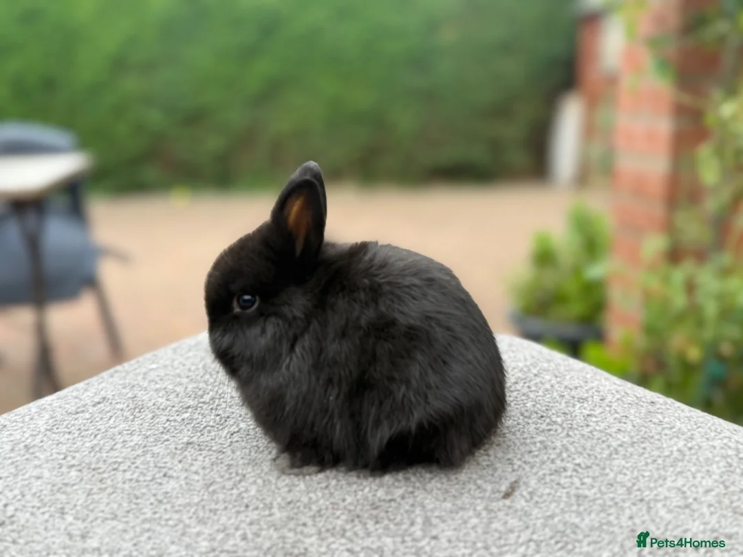 Netherland Dwarf rabbits for sale: Netherland dwarfs for sale  - Advert 5
