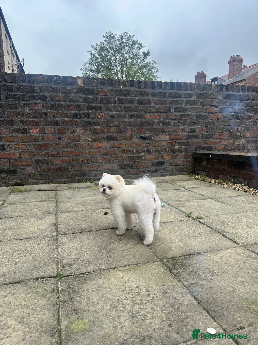 Pomeranian dogs for stud: Teddy  - Advert 7