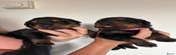 Rottweiler dogs for sale: KC Registered Rottweiler Puppies - Advert 6