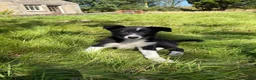 Border Collie dogs for sale: 4 Beautiful Border Collie Pups  in Lancaster - Advert 14