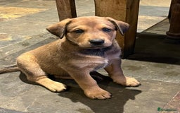 Mixed Breed dogs for sale: Belgian Malinois X Dobermann in Cheltenham - Image 22