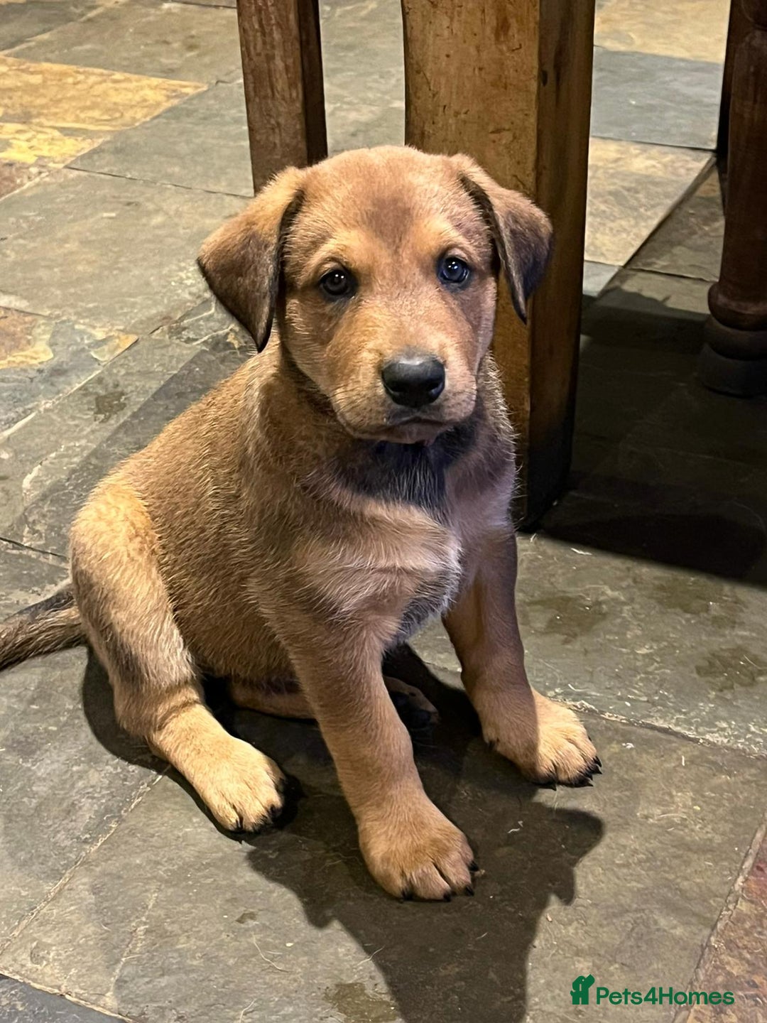 Mixed Breed dogs for sale: Belgian Malinois X Dobermann in Cheltenham - Image 22