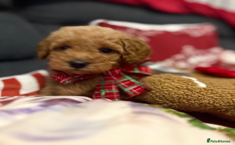 Jackapoo dogs Beautiful litter of 6 F1B Jackapoos - Advert 8