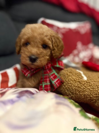 Jackapoo dogs Beautiful litter of 6 F1B Jackapoos - Advert 1