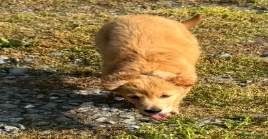 Golden Retriever dogs - Advert 5