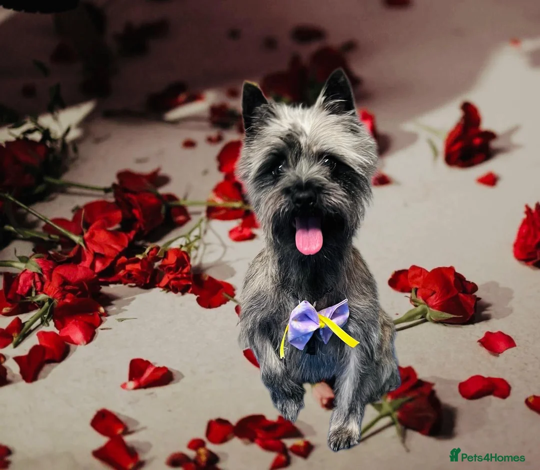Cairn Terrier dogs for sale: Cairn terrier girl  - Advert 2