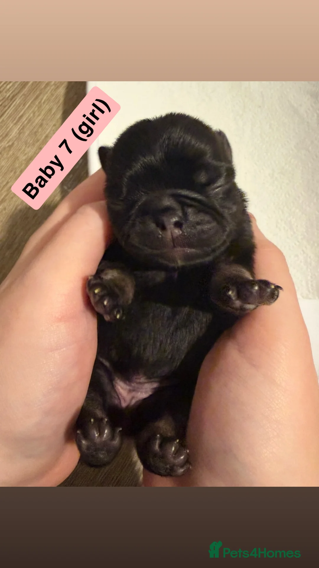 Pug dogs for sale: Pug puppies.  - Advert 4