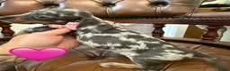Miniature Dachshund dogs for sale: Miniature Dachshund Dapple Puppies 🐶 5🌟licensed  - Advert 11