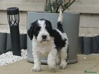 Cockapoo dogs Adorable cockapoos DNA Health tested parents - Advert 15