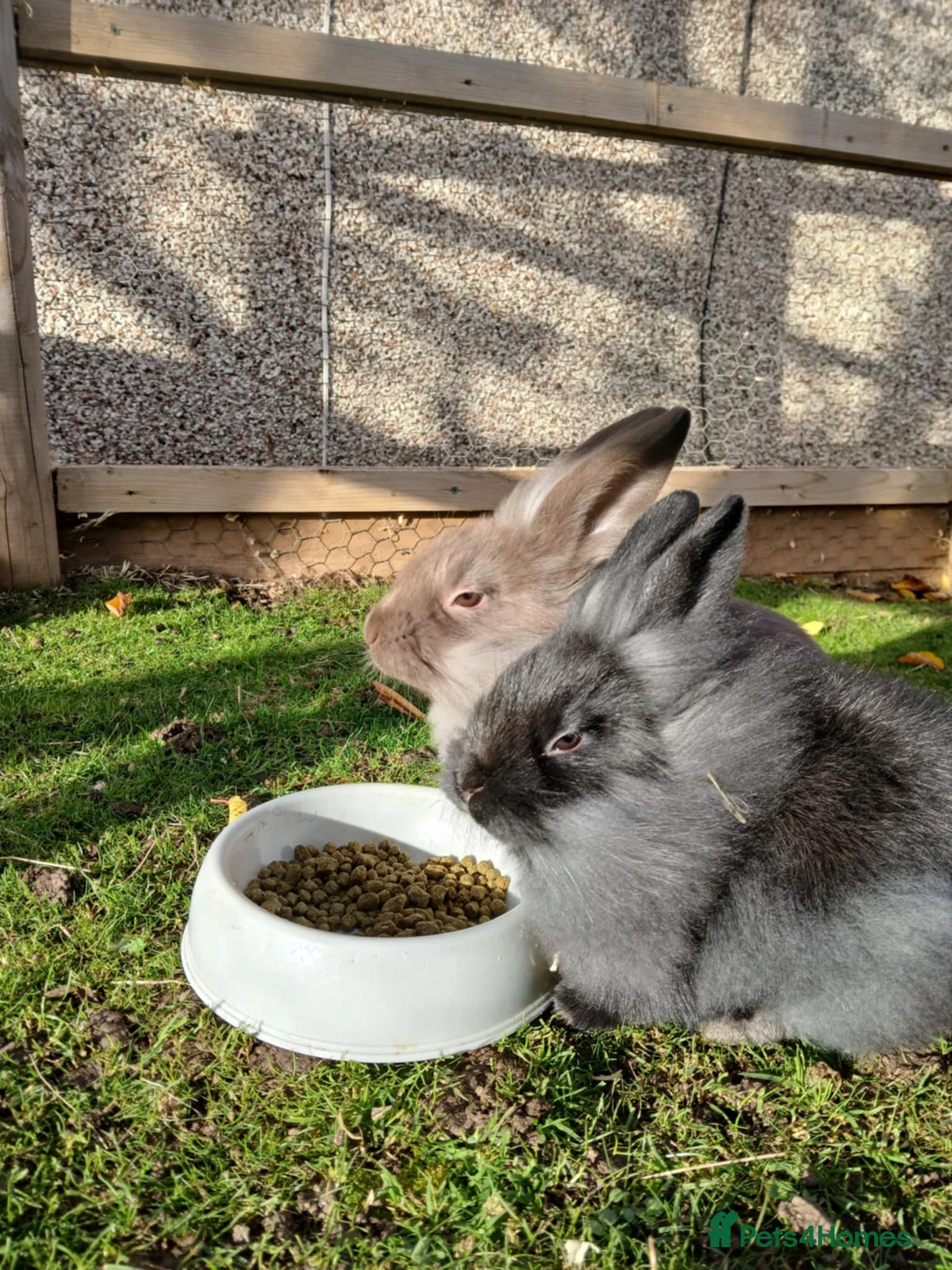 Mixed Breed rabbits for sale: 3 beautiful mixed breed rabbits  - Advert 2