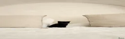 Norwegian Forest Cat cats for sale: 🐾 Loving Fluffy Kittens for New Homes - Advert 5