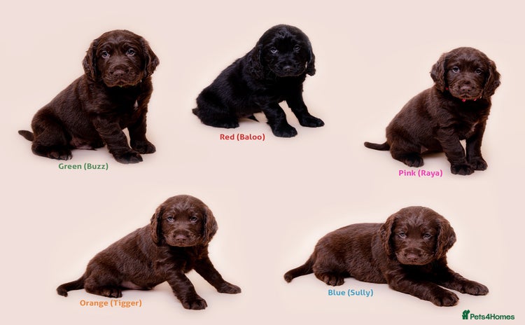 Cockerdor dogs - Advert 1