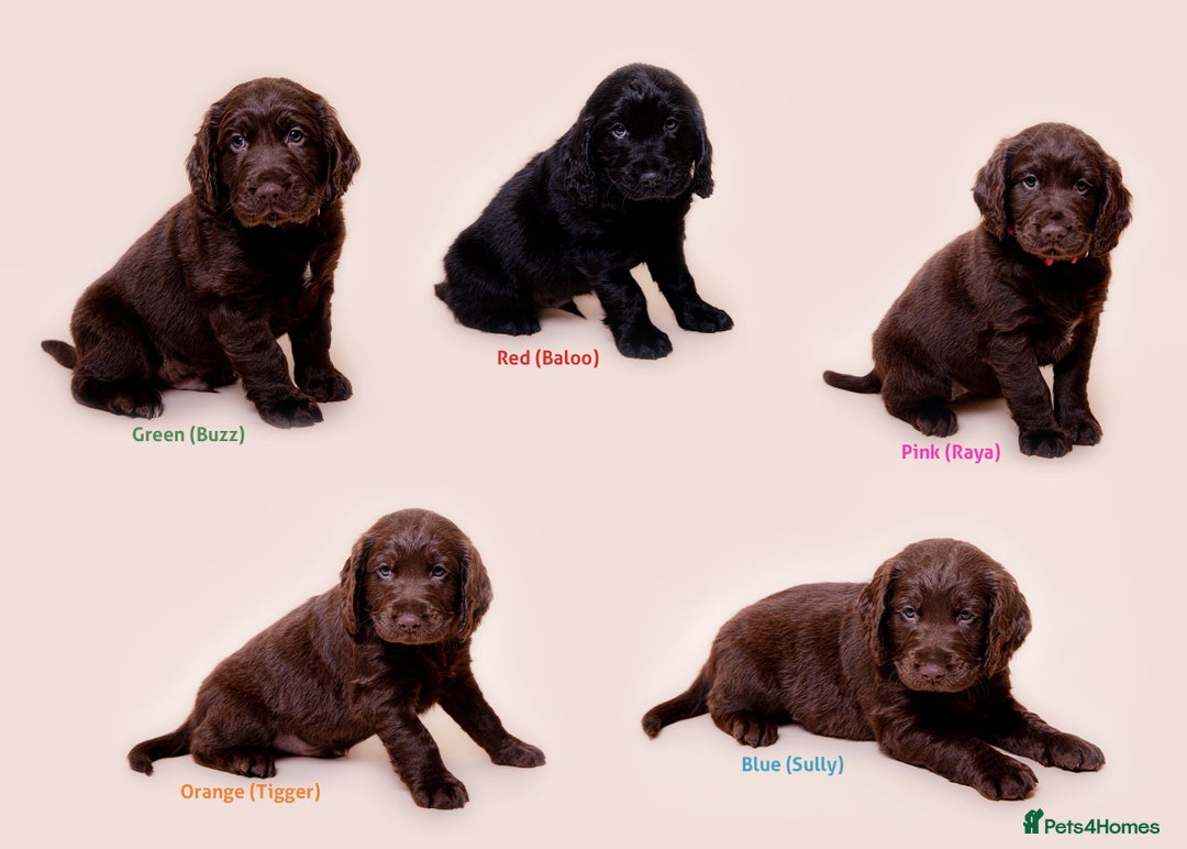 Cockerdor dogs for sale: Cockador Puppies - Image 1