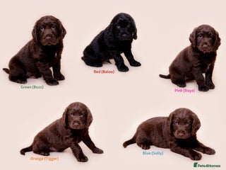 Cockerdor dogs for sale - Advert 1
