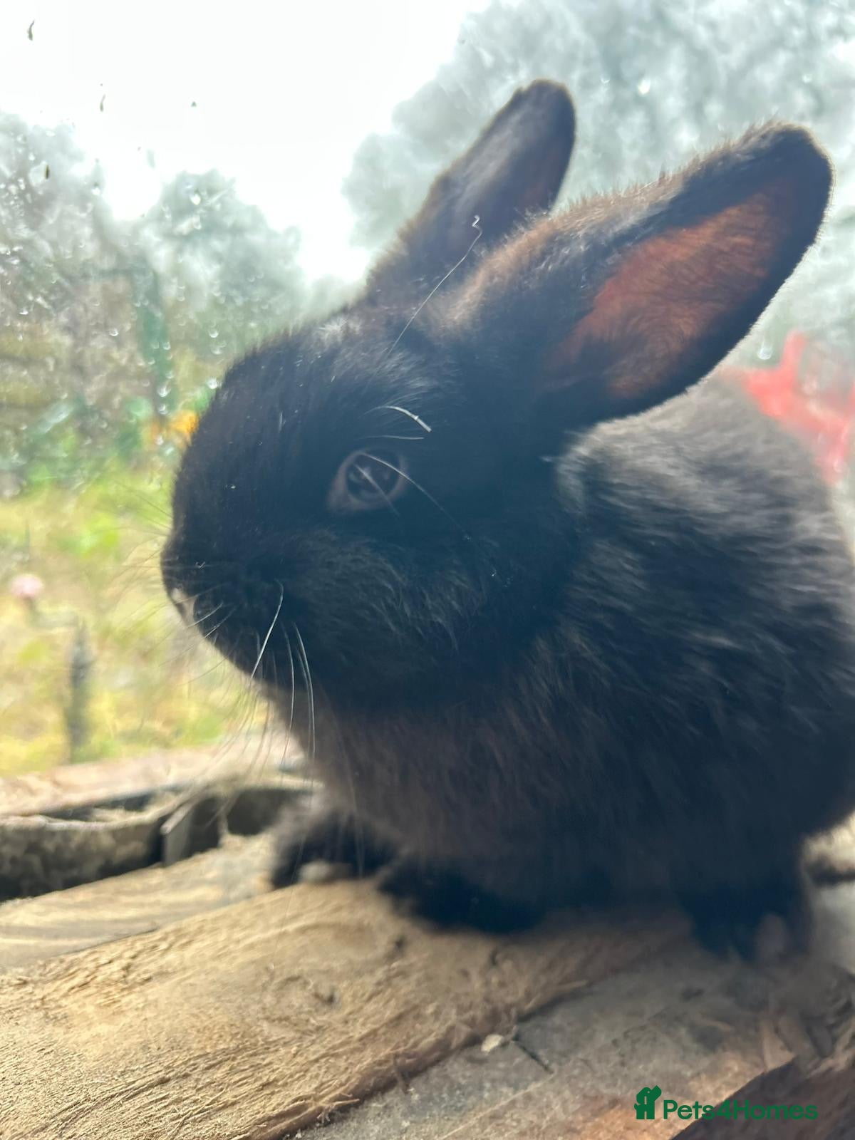 Mixed Breed rabbits Baby boy rabbit  - Advert 15