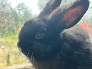 Mixed Breed rabbits Baby boy rabbit - Advert 15