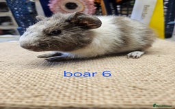 Guinea Pig rodents for sale: Beautiful rare swiss and smooth boys and girls - Image 8