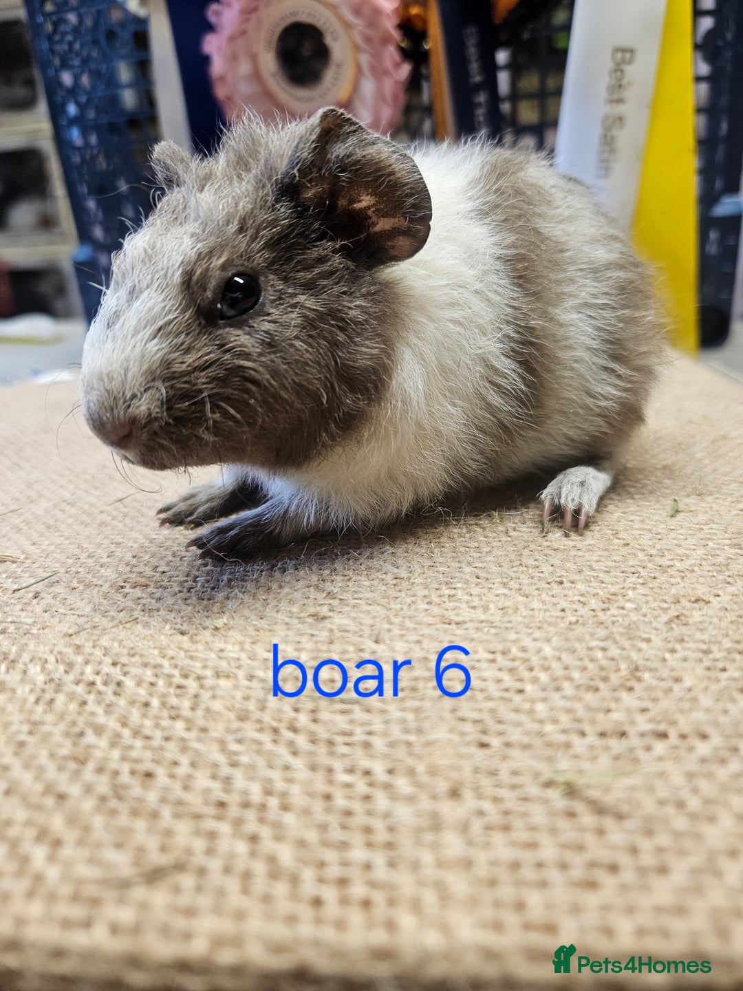 Guinea Pig rodents for sale: Beautiful rare swiss and smooth boys and girls - Image 8