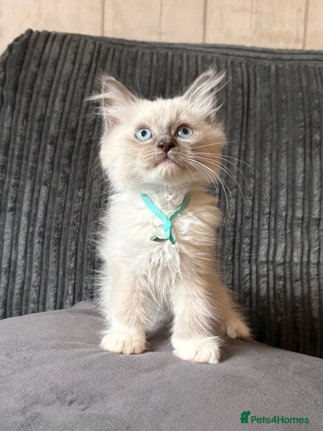 Ragdoll cats for sale: 🩷READY TO LEAVE NOW💙 - Advert 1